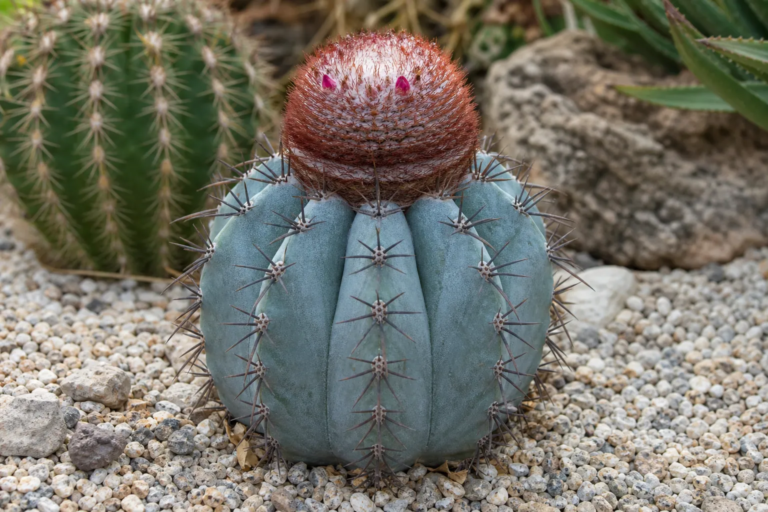 Melocactus 'Azureus'
