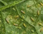 Melon thrips