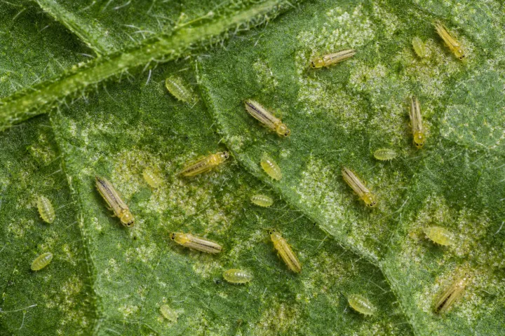 Melon thrips