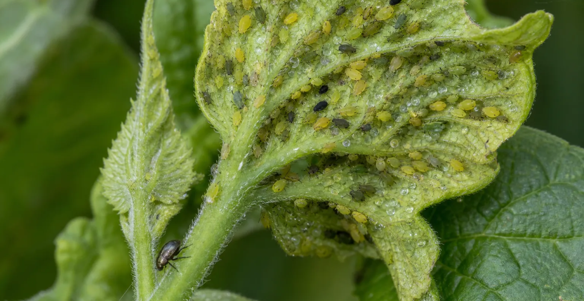 Melonenblattlaus (Aphis gossypii)