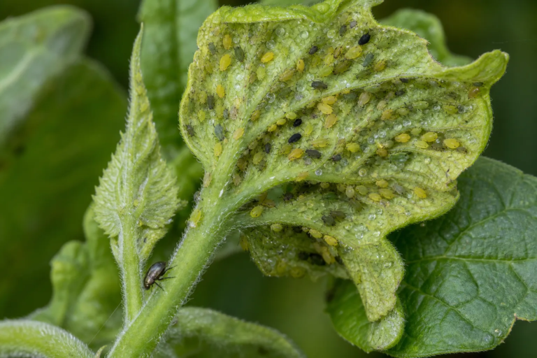 Melonenblattlaus (Aphis gossypii) – Diagnosefoto