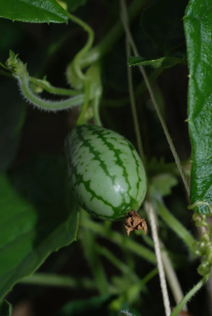 he cucamelo (Melothria scabra) – fruit in close-up, plant photo