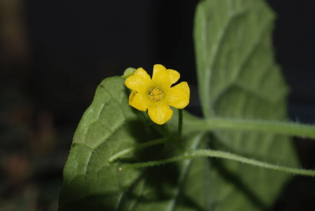 he cucamelo (Melothria scabra) – characteristic appearance, plant photo
