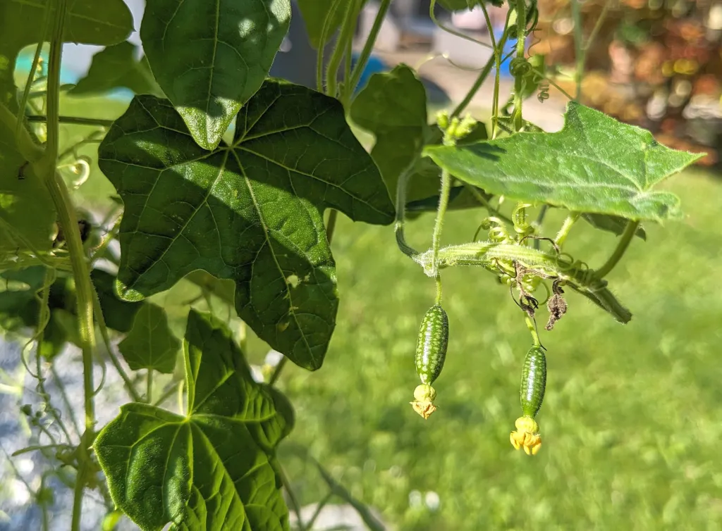 he cucamelo (Melothria scabra) – characteristic appearance, plant photo
