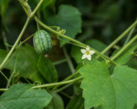 Melothria scabra – pestovanie a starostlivosť