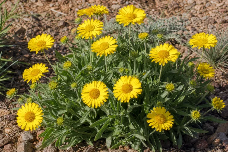 Gaillardia aristata 'Mesa Yellow'