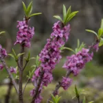 Mezereon (Daphne mezereum) – plant photo