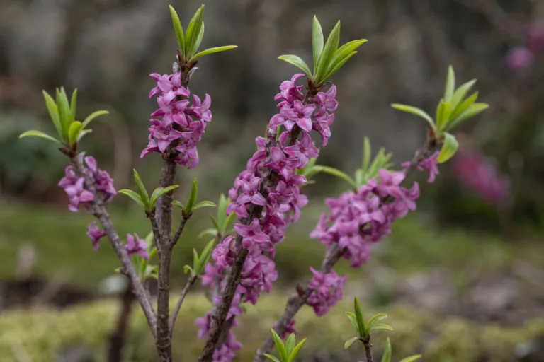 Daphne mezereum