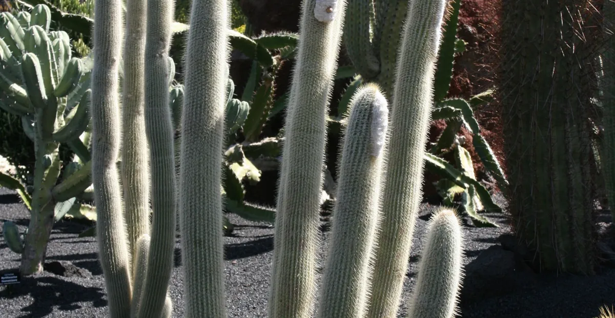 Micranthocereus albicephalus – plant photo