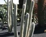Micranthocereus albicephalus care guide