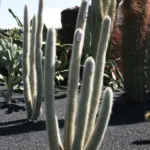 Micranthocereus albicephalus care guide (Micranthocereus albicephalus) – plant photo