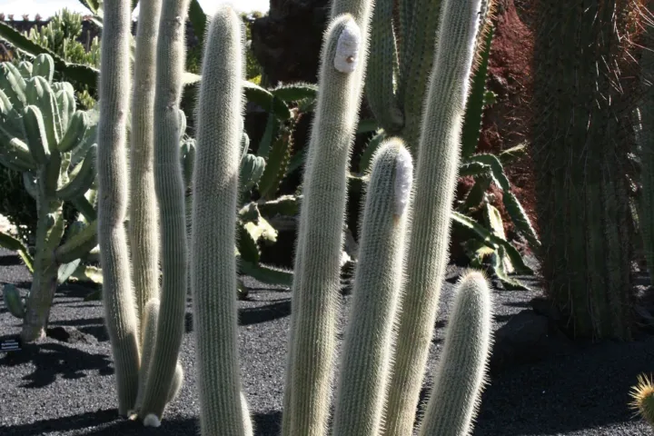 Micranthocereus albicephalus