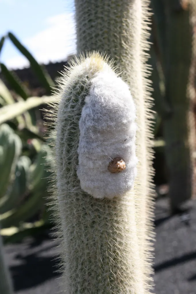 Micranthocereus albicephalus – (Micranthocereus albicephalus) – im Garten, Pflanzenfoto