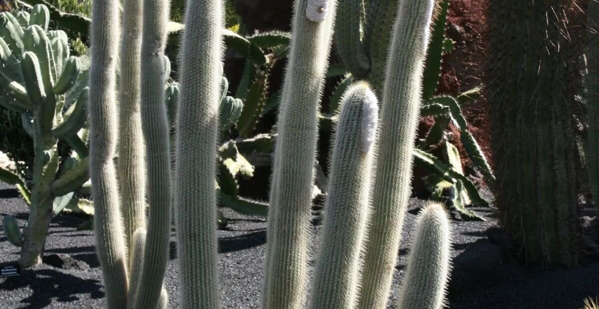 Micranthocereus albicephalus – Pflanzenfoto