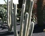 Micranthocereus albicephalus – Pflege