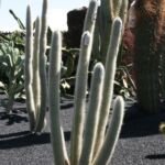 Micranthocereus albicephalus – (Micranthocereus albicephalus) – Pflanzenfoto