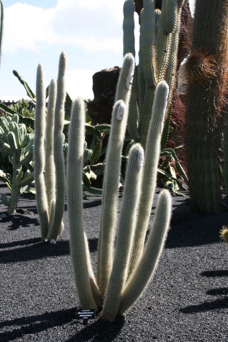 Micranthocereus albicephalus