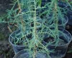 Mittelmeer-Zypresse (Cupressus sempervirens) – Pflege