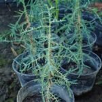 Mittelmeer-Zypresse (Cupressus sempervirens) – Pflanzenfoto