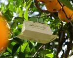 Mittelmeerfruchtfliege
