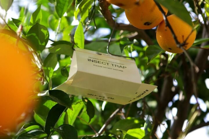 Mittelmeerfruchtfliege