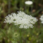 Möhre (Daucus carota) – Pflanzenfoto