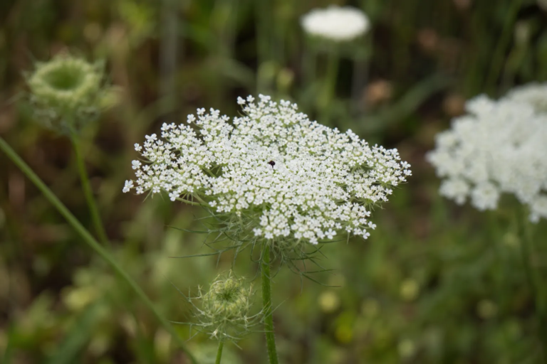 Daucus carota