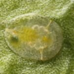 Molica citrusová