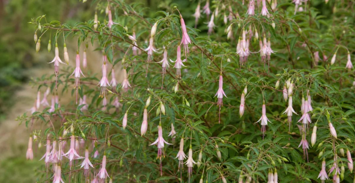 Fuchsia magellanica 'Molinae' – plant photo