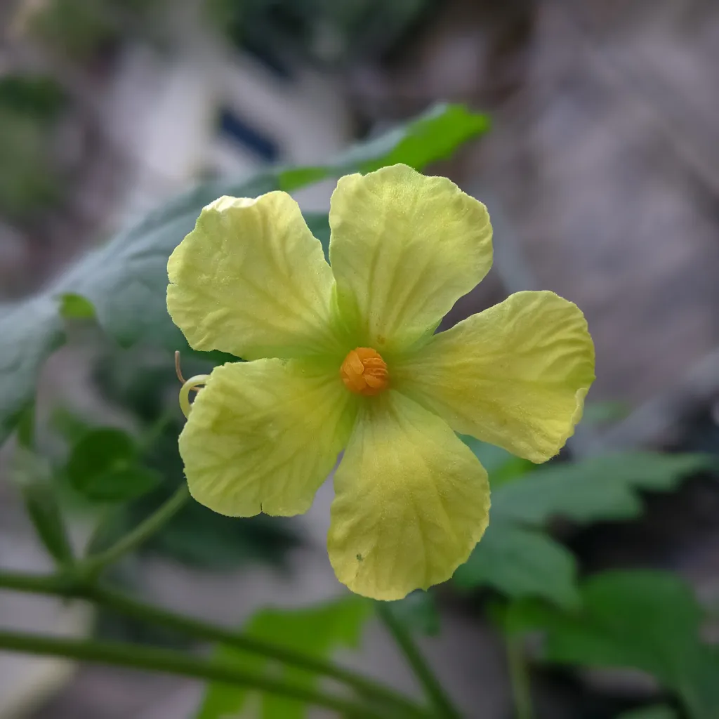 Bittermelone (Momordica charantia) – Blüten in Nahaufnahme, Pflanzenfoto