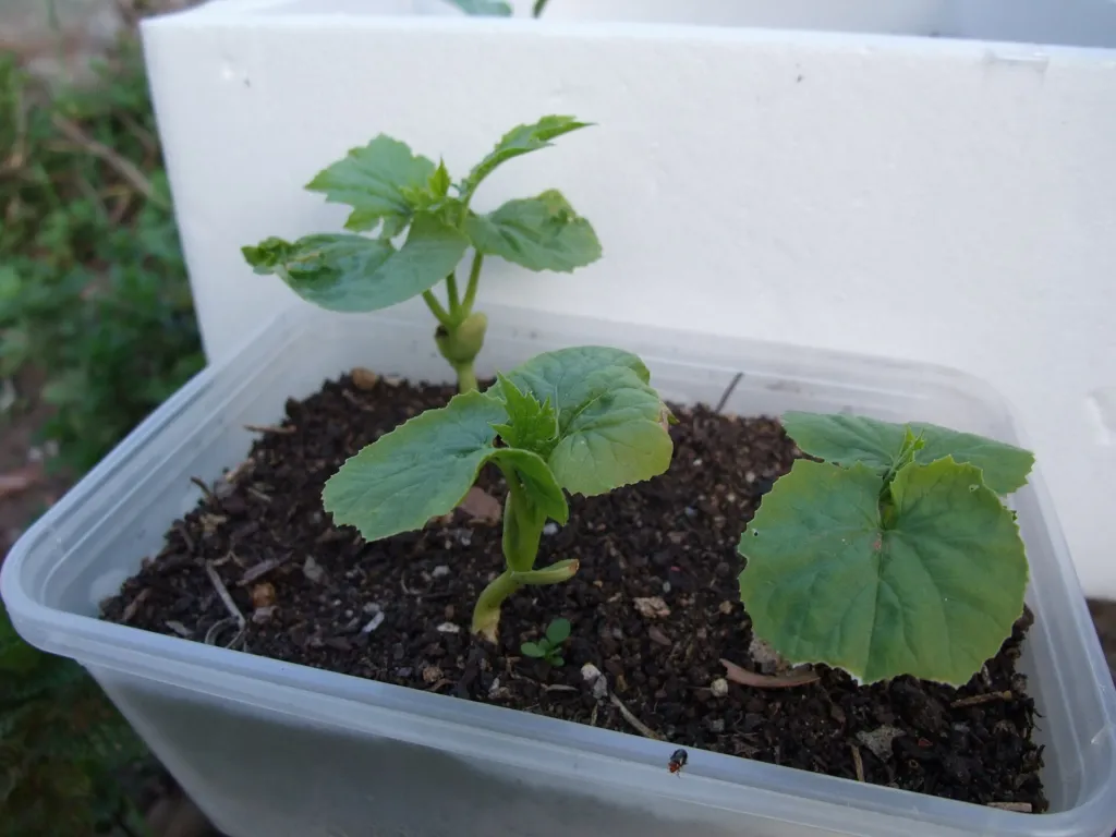 Bittermelone (Momordica charantia) – typisches Erscheinungsbild, Pflanzenfoto