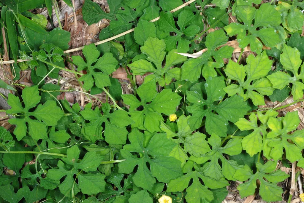 Bittermelone (Momordica charantia) – typisches Erscheinungsbild, Pflanzenfoto