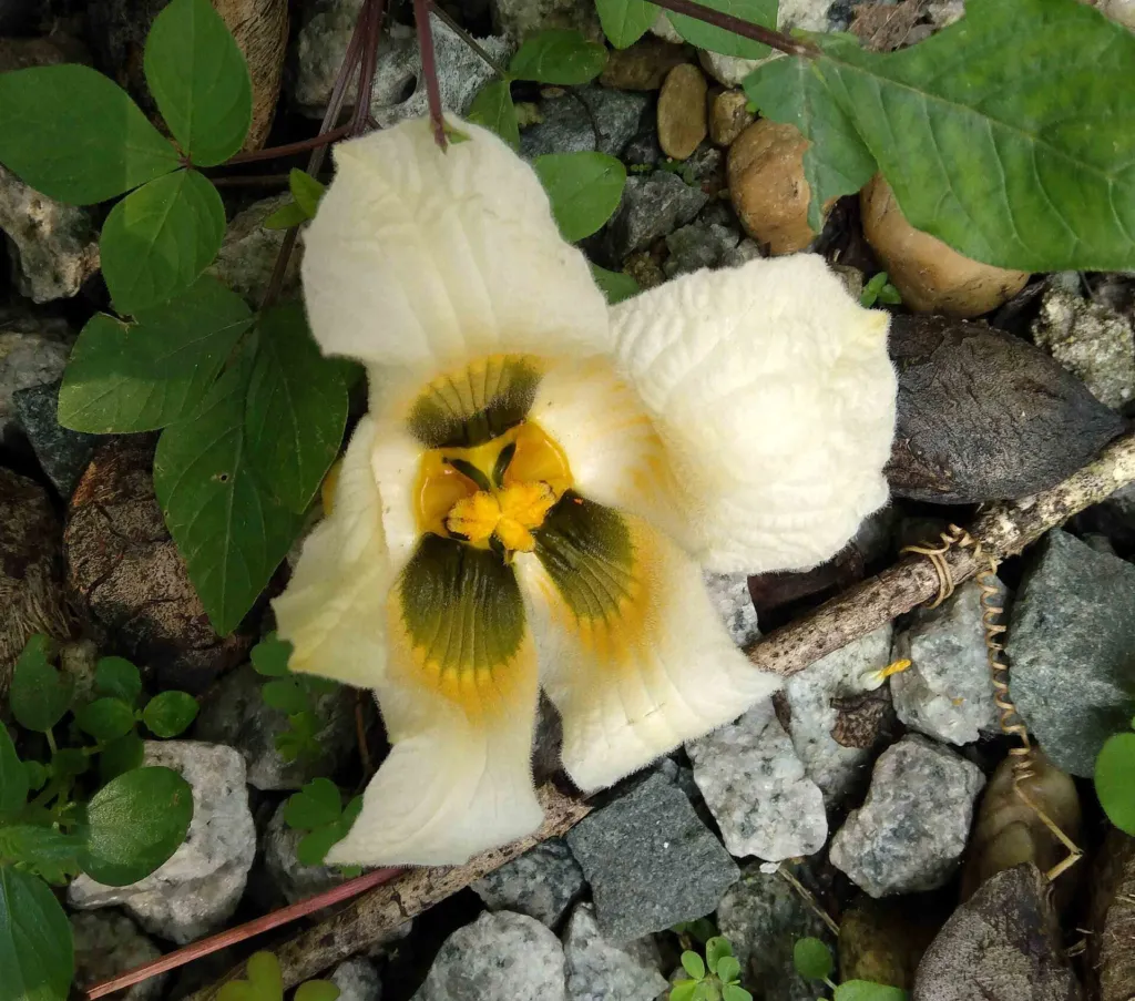 Gac (Momordica cochinchinensis) – characteristic appearance, plant photo
