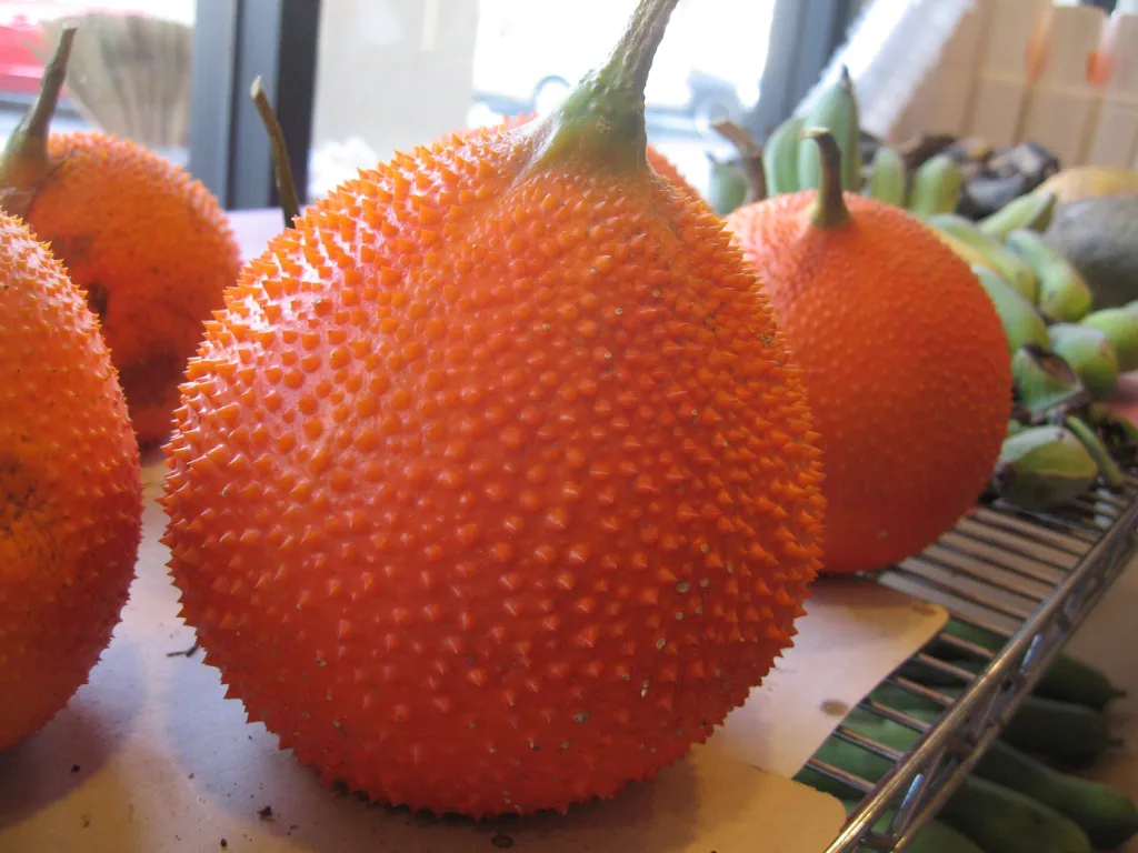 Gac (Momordica cochinchinensis) – characteristic appearance, plant photo