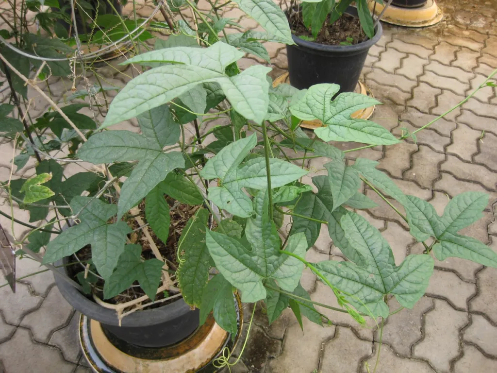 Gac (Momordica cochinchinensis) – characteristic appearance, plant photo