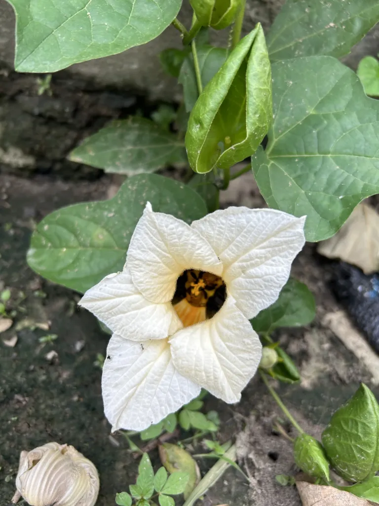 Gac (Momordica cochinchinensis) – characteristic appearance, plant photo