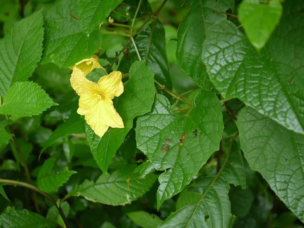 Momordica dioica – pestovanie a (Momordica dioica) – kvety zblízka, fotografia rastliny