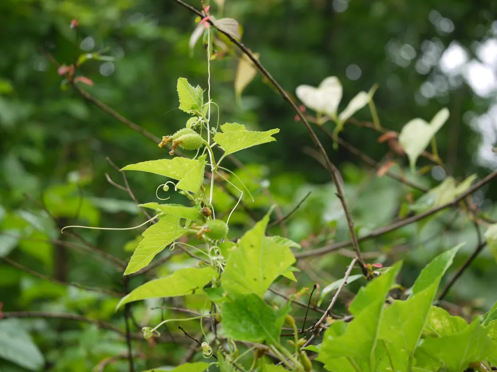 Momordica dioica – pestovanie a (Momordica dioica) – kvety zblízka, fotografia rastliny