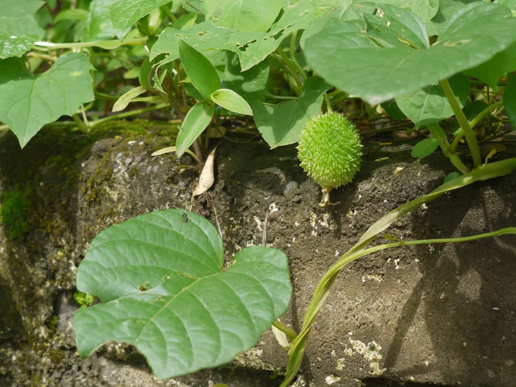 Momordica dioica – pestovanie a (Momordica dioica) – kvety zblízka, fotografia rastliny