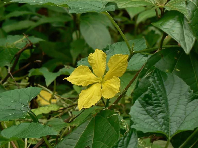spiny gourd or spine gourd or teasle gourd and also known as bristly balsam pea (Momordica dioica)