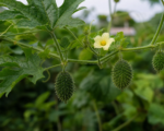 Momordica dioica – pestovanie a starostlivosť