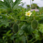Momordica dioica – pestovanie a starostlivosť (Momordica dioica) – fotografia rastliny