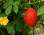 Momordika kočinčínska (Momordica cochinchinensis) – pestovanie a starostlivosť