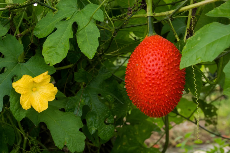 Momordica cochinchinensis