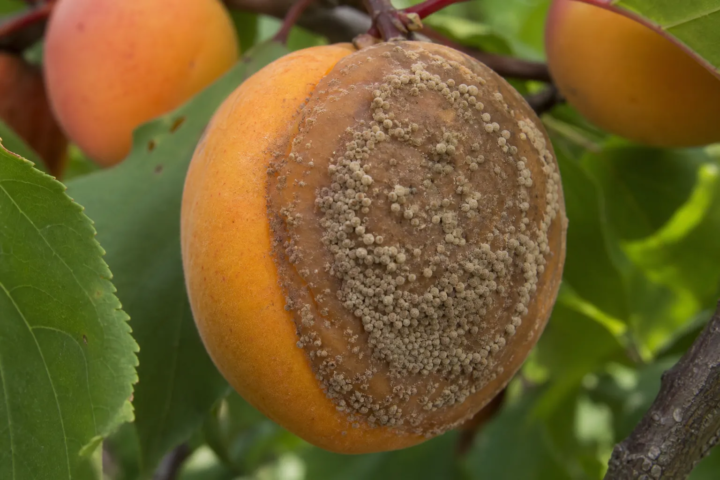 Monilia-Spitzendürre (Monilinia laxa)