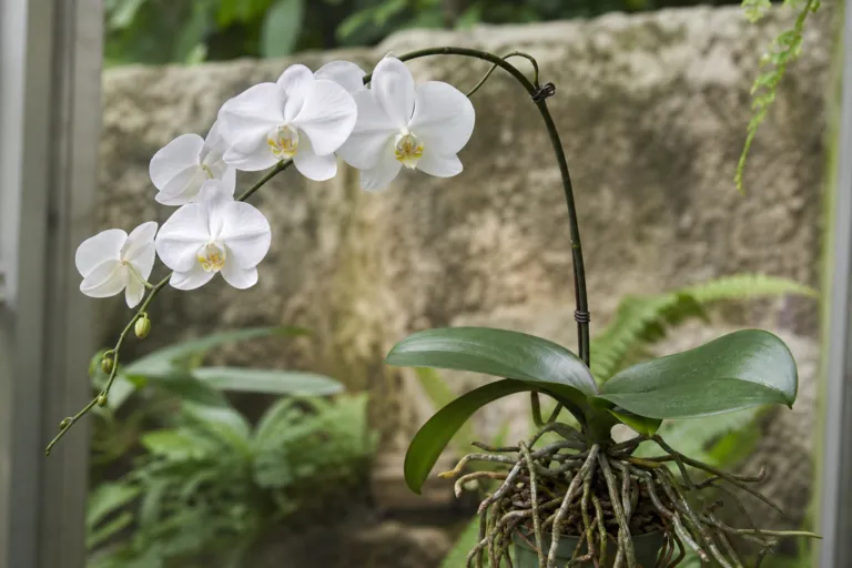 Phalaenopsis amabilis