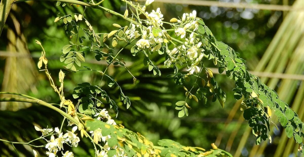 Moringa karibská (Moringa oleifera) – fotografia rastliny