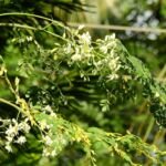 Moringa karibská (Moringa oleifera) – fotografia rastliny