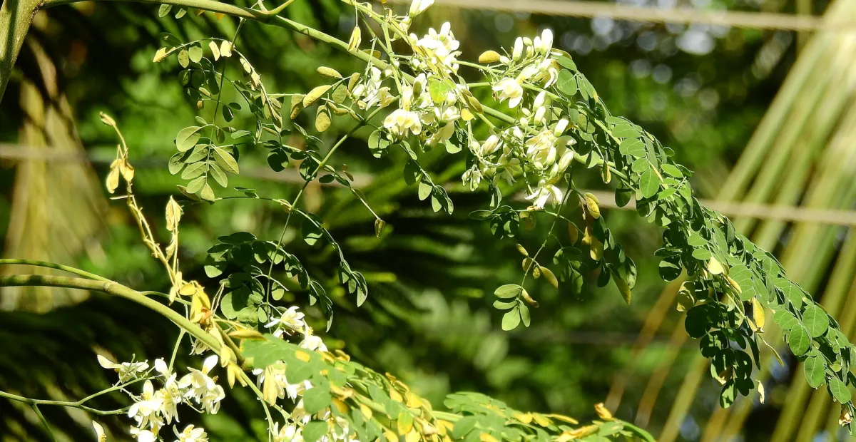 moringa (Moringa oleifera) – plant photo