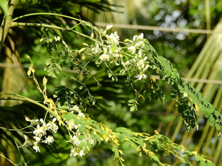 Moringa oleifera